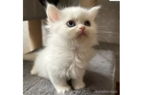 成約済の岡山県のミヌエット-77790の3枚目